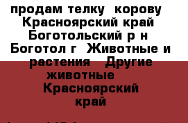 продам телку. корову - Красноярский край, Боготольский р-н, Боготол г. Животные и растения » Другие животные   . Красноярский край